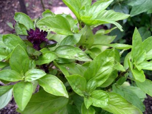 Basil Thai