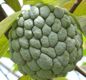 Custard Apple