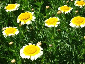 Edible Chrysanthemum