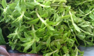 Rice Patty Herb