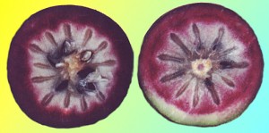 Star Apple Open