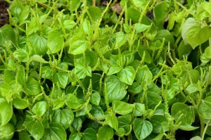 Vietnamese Crab Claw Herb