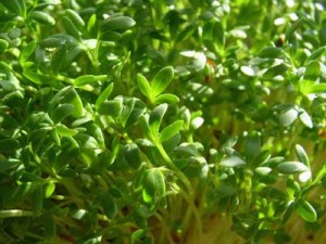 Watercress