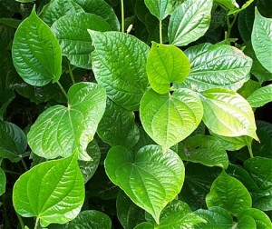 Wild Betel Leaf